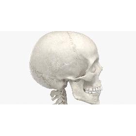 3D Real Human Rib Cage Spine Male Skull Calvicle Scapula and Arms Bones Anatomy With Disks White